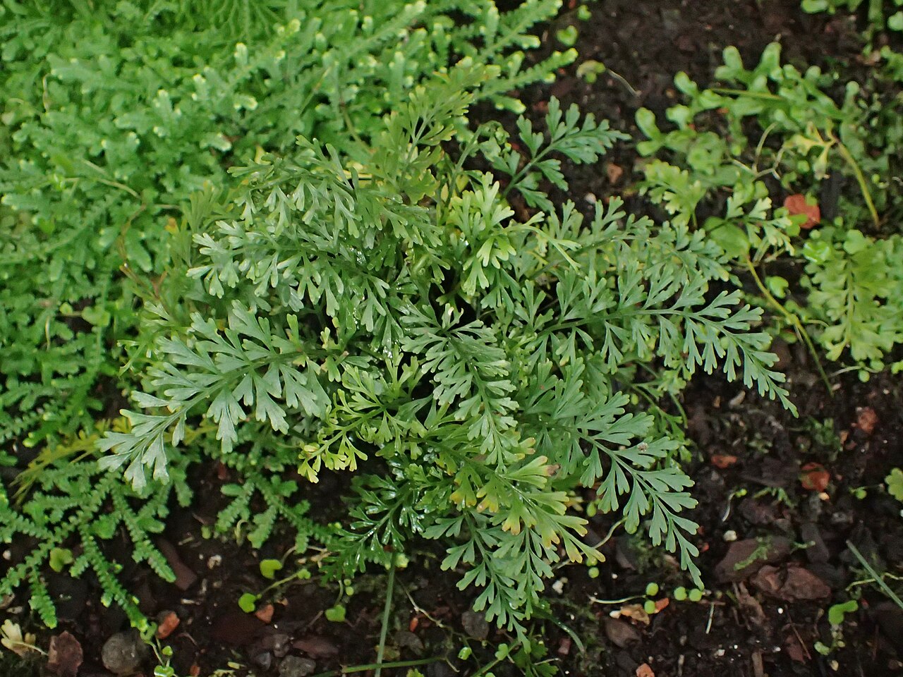 Asplenium dregeanum: Asplenium dregeanum in the Botanischer Garten, Berlin-Dahlem