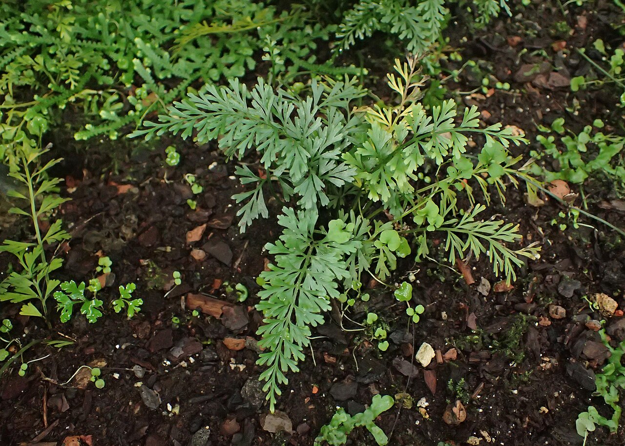Asplenium dregeanum: Asplenium dregeanum in the Botanischer Garten, Berlin-Dahlem