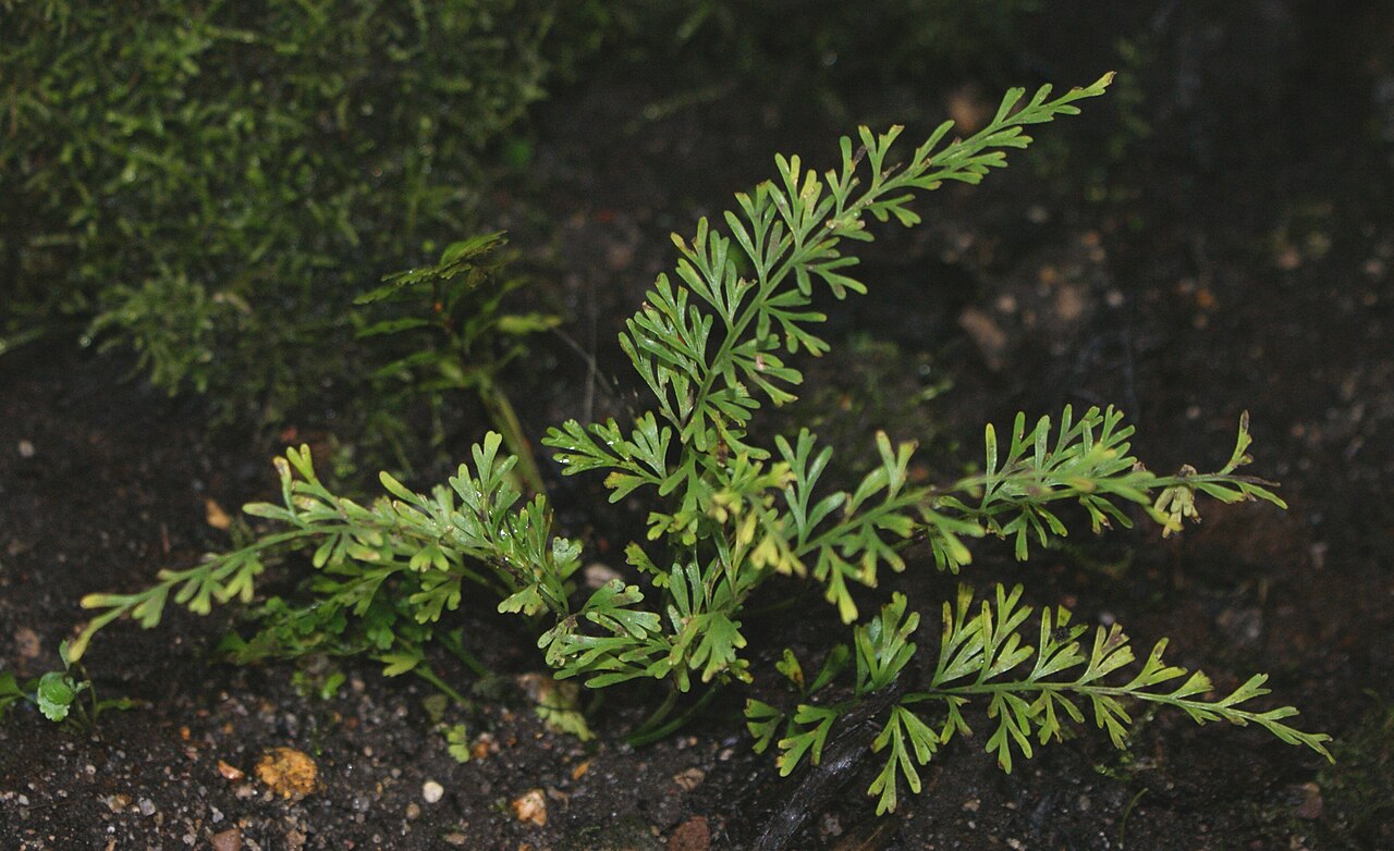 Asplenium dregeanum: Asplenium dregeanum