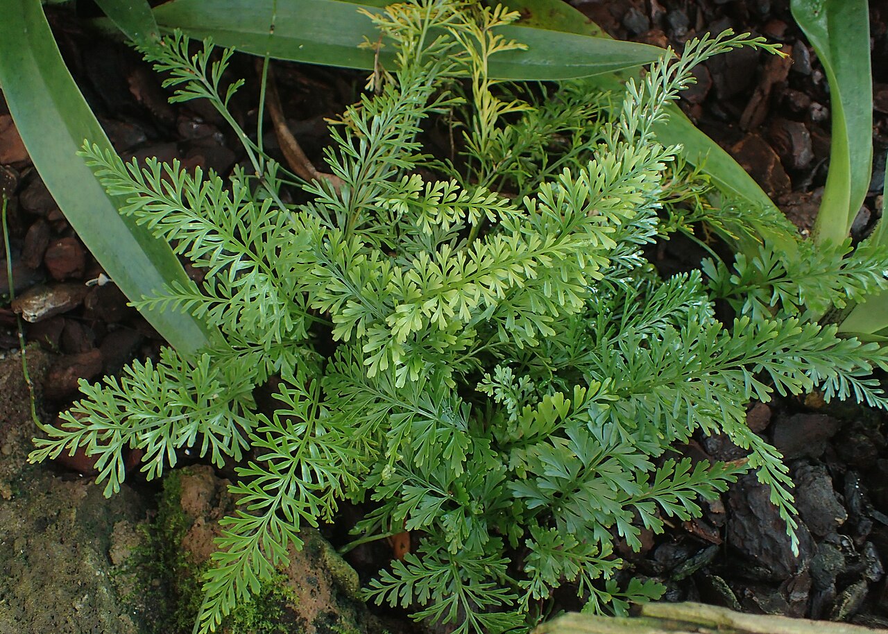 Asplenium dregeanum: Asplenium dregeanum in the Botanischer Garten, Berlin-Dahlem