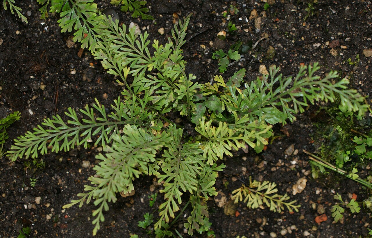Asplenium dregeanum: Asplenium dregeanum