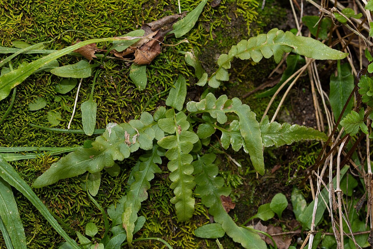 Asplenium ebenoides: Asplenium × ebenoides in the United States