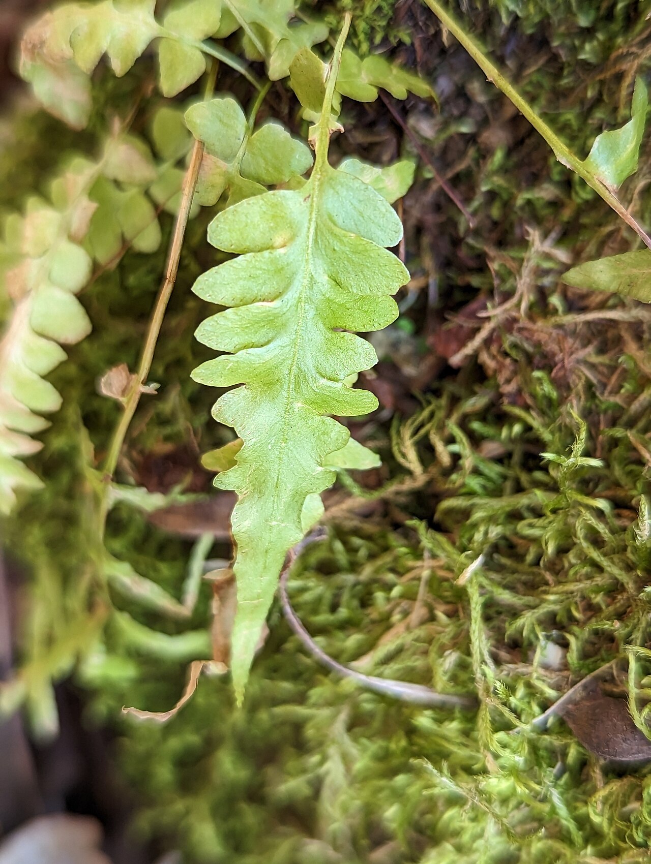 Asplenium ebenoides: Asplenium × ebenoides in the United States