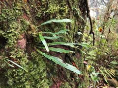 Asplenium ensiforme (Asplenium ensiforme)