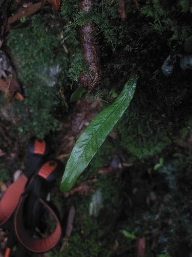 Asplenium ensiforme (Asplenium ensiforme)
