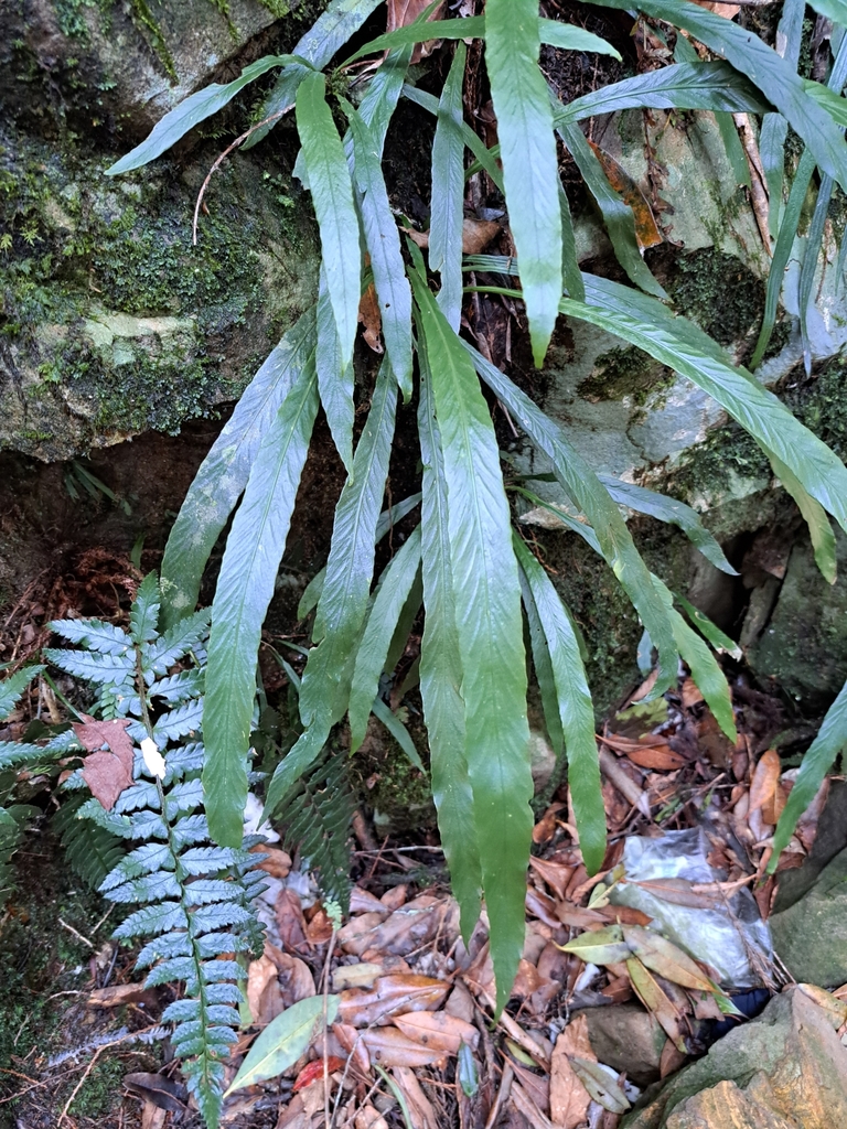 Asplenium ensiforme (Asplenium ensiforme)