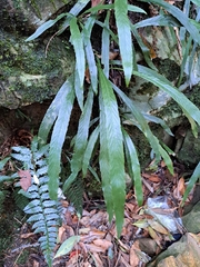Asplenium ensiforme (Asplenium ensiforme)