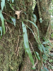 Asplenium ensiforme (Asplenium ensiforme)