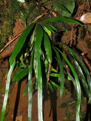 Asplenium ensiforme (Asplenium ensiforme)