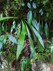 Asplenium ensiforme (Asplenium ensiforme)