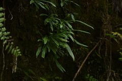 Asplenium ensiforme (Asplenium ensiforme)