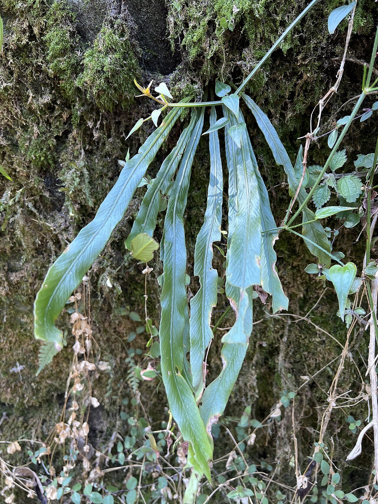 Asplenium ensiforme: Asplenium ensiforme in Nepal