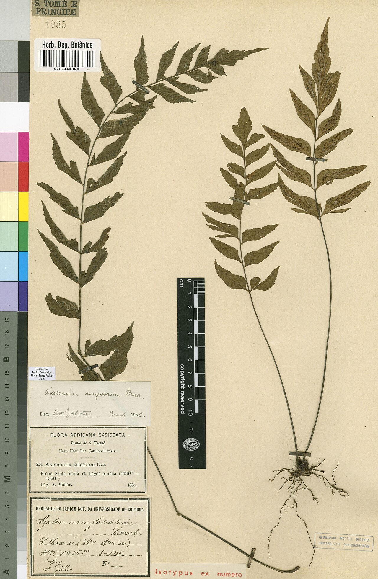 Asplenium eurysorum: Photograph of Isotype of Asplenium eurysorum at Herbarium of the University of Coimbra, Portugal (COI). Specimen COI00004846. http://coicatalogue.uc.pt/specimen