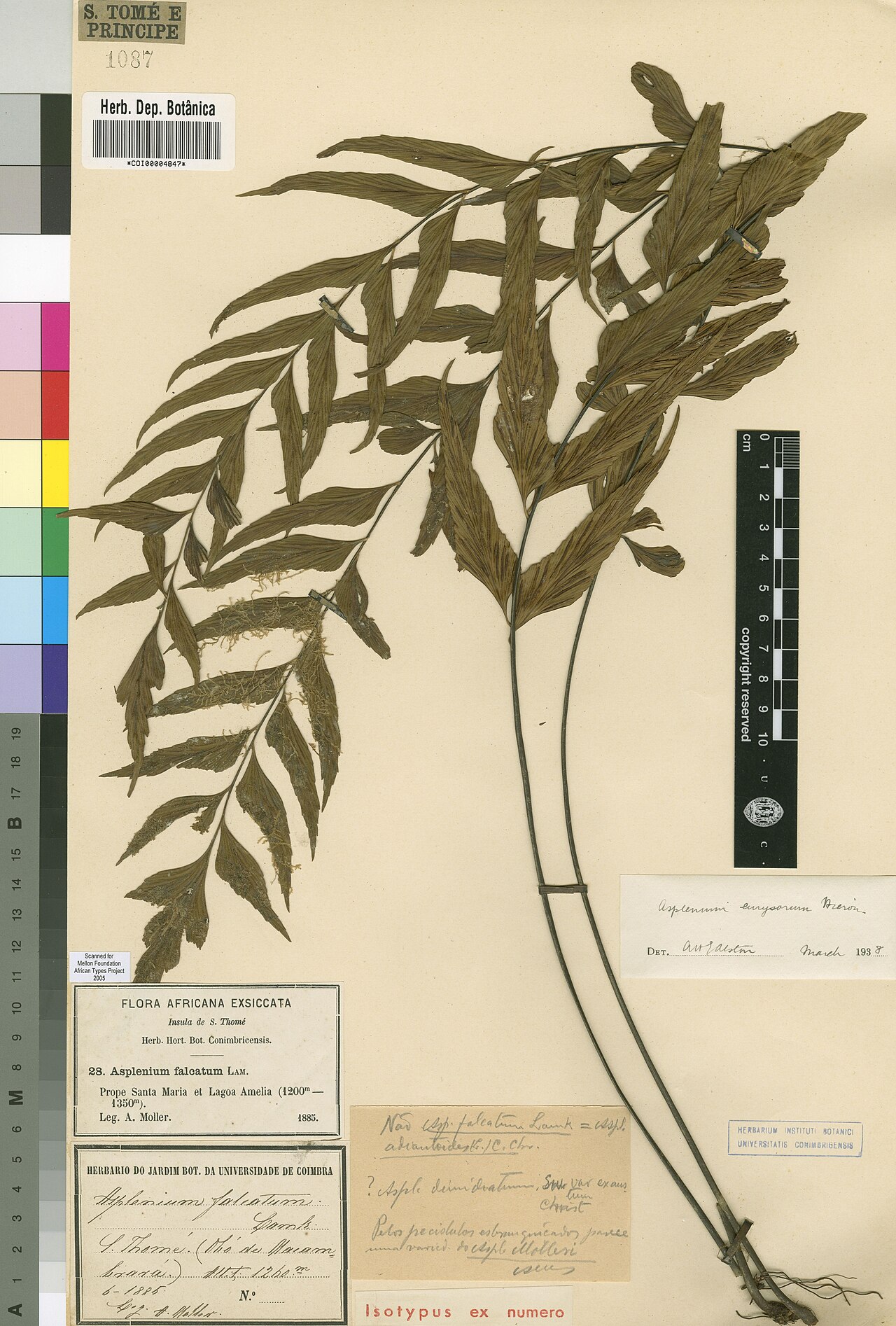 Asplenium eurysorum: Photograph of Isotype of Asplenium eurysorum at Herbarium of the University of Coimbra, Portugal (COI). Specimen COI00004847. http://coicatalogue.uc.pt/specimen