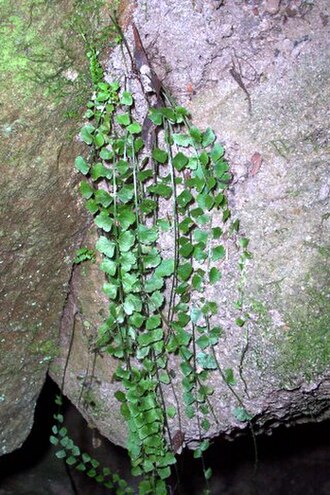 Necklace fern: Asplenium flabellifolium on Hawkesbury Sandstone, Chatswood West, Australia