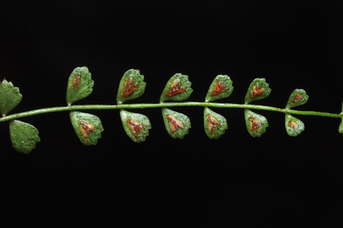Necklace fern (Asplenium flabellifolium)