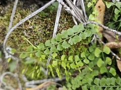 Necklace fern (Asplenium flabellifolium)