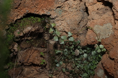 Necklace fern (Asplenium flabellifolium)