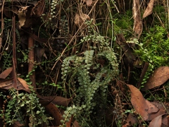 Necklace fern (Asplenium flabellifolium)