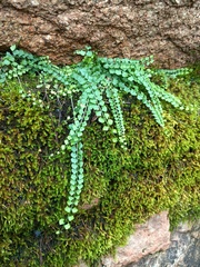 Necklace fern (Asplenium flabellifolium)