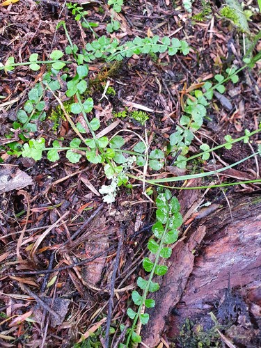 Necklace fern (Asplenium flabellifolium)