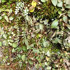 Necklace fern (Asplenium flabellifolium)