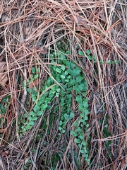 Necklace fern (Asplenium flabellifolium)