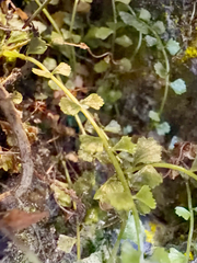 Necklace fern (Asplenium flabellifolium)