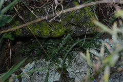 Necklace fern (Asplenium flabellifolium)