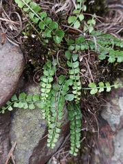 Necklace fern (Asplenium flabellifolium)