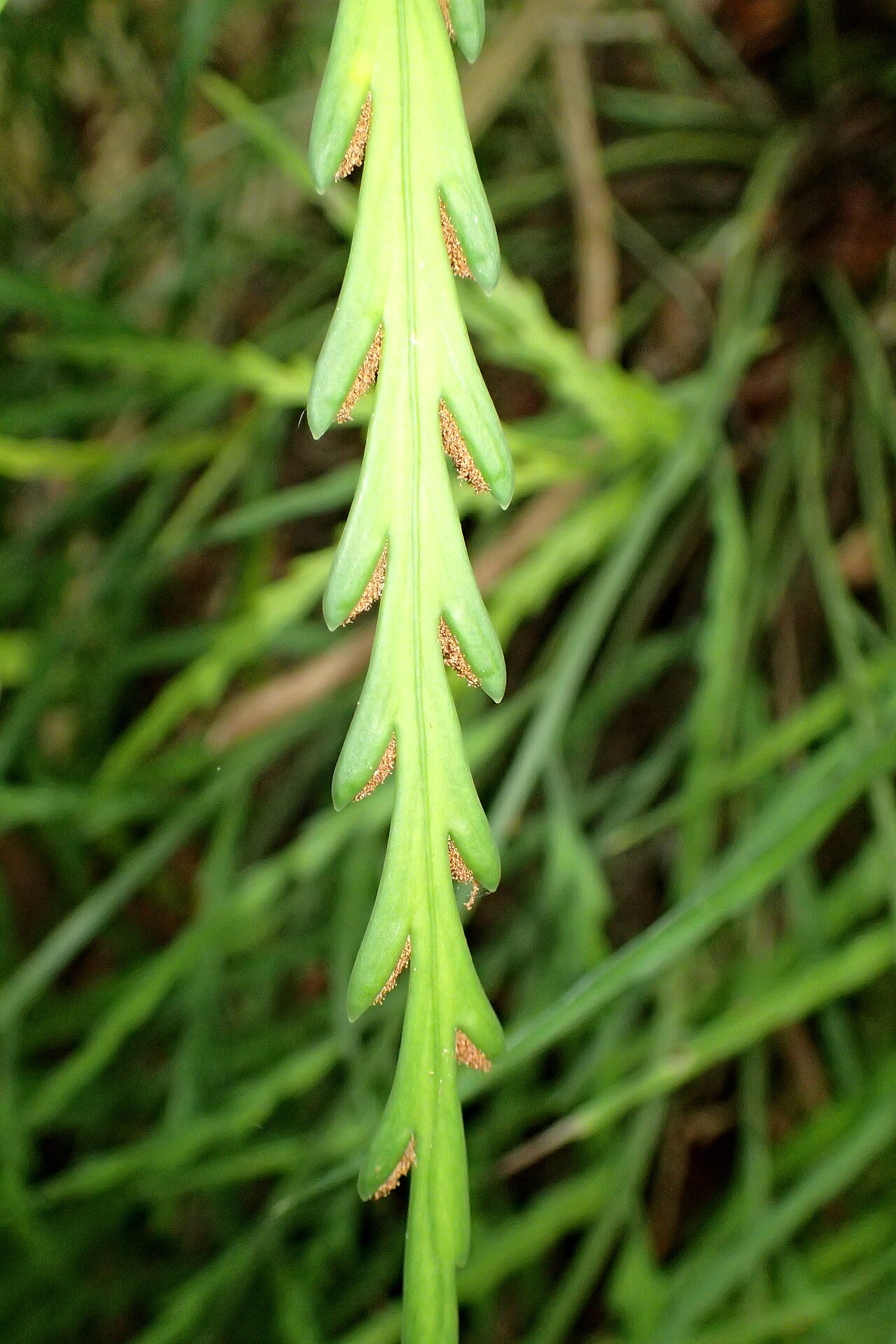 Asplenium flaccidum: Asplenium flaccidum in Eastwoodhill Arboretum