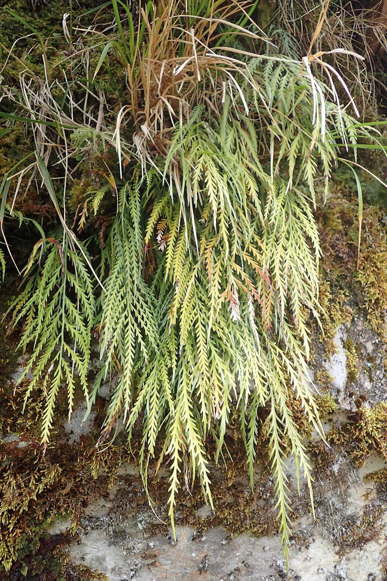 Asplenium flaccidum: Asplenium flaccidum near Manganui Ski Field in Taranaki Edmont National Park