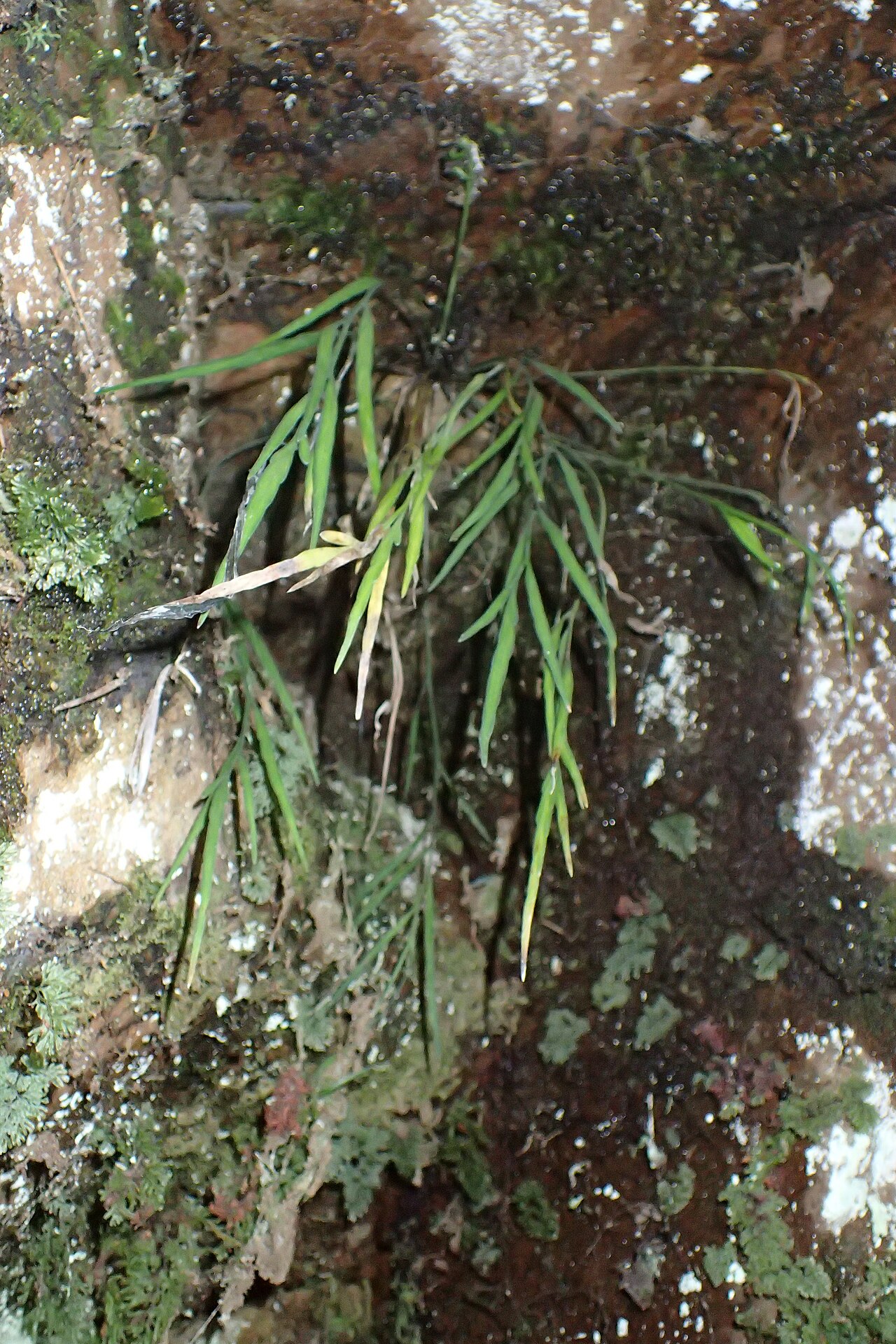 Asplenium flaccidum: Asplenium flaccidum near Manganui Ski Field in Taranaki Edmont National Park