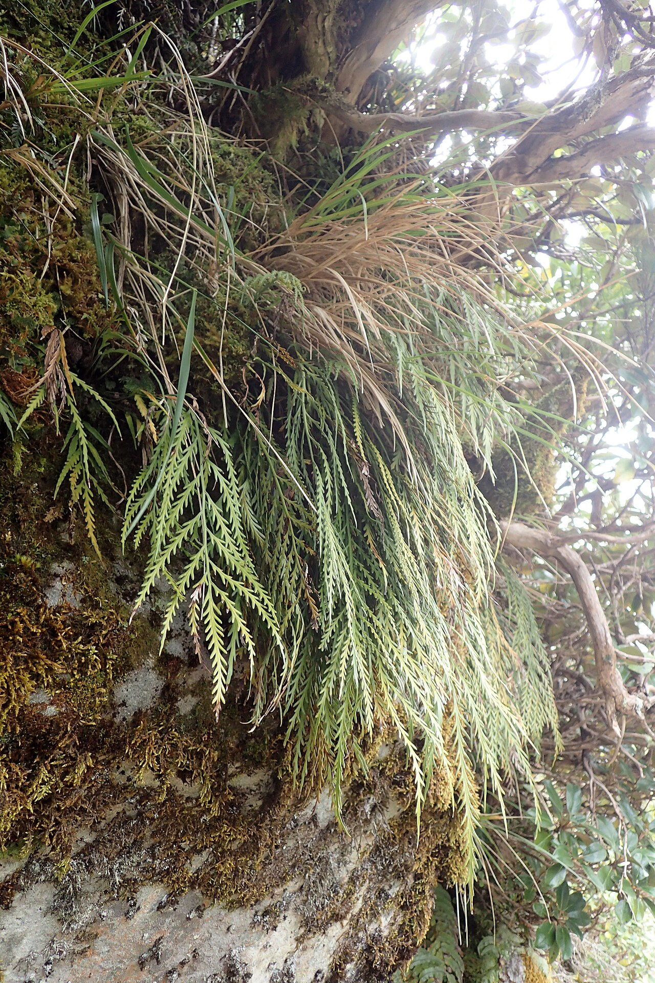 Asplenium flaccidum: Asplenium flaccidum near Manganui Ski Field in Taranaki Edmont National Park