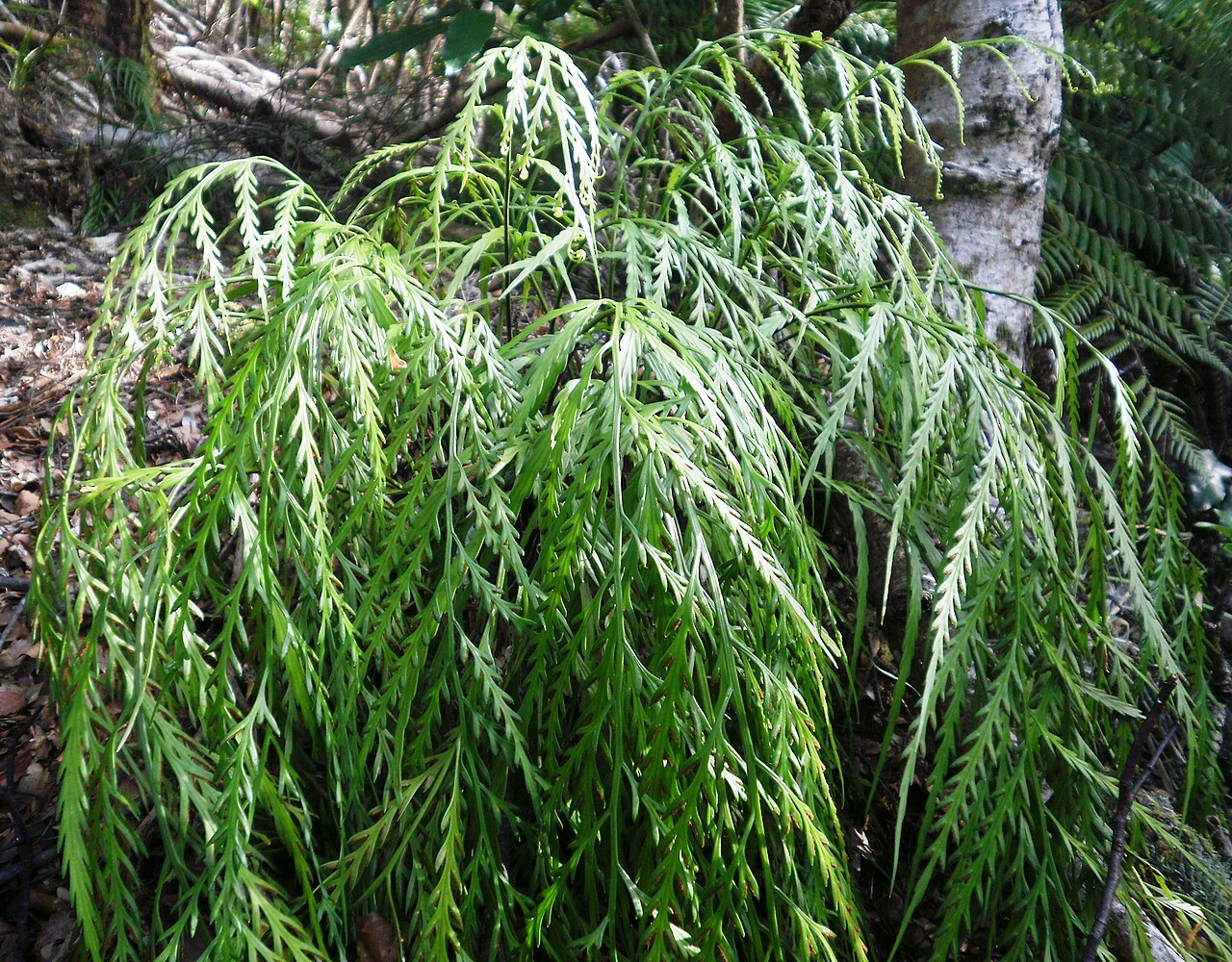 Asplenium flaccidum: Asplenium flaccidum, drooping, weeping or hanging spleenwort, in Upper Hutt, New Zealand