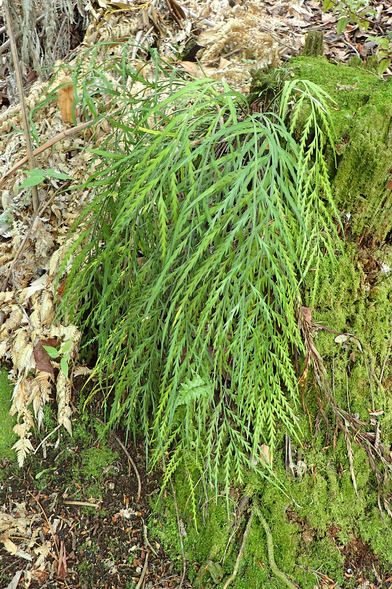 Asplenium flaccidum: Asplenium flaccidum in Eastwoodhill Arboretum