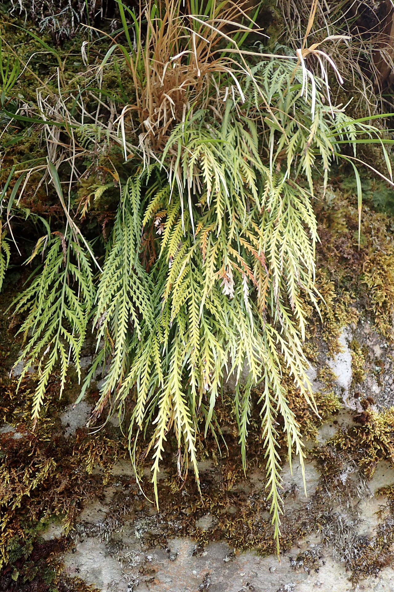 Asplenium flaccidum: Asplenium flaccidum near Manganui Ski Field in Taranaki Edmont National Park