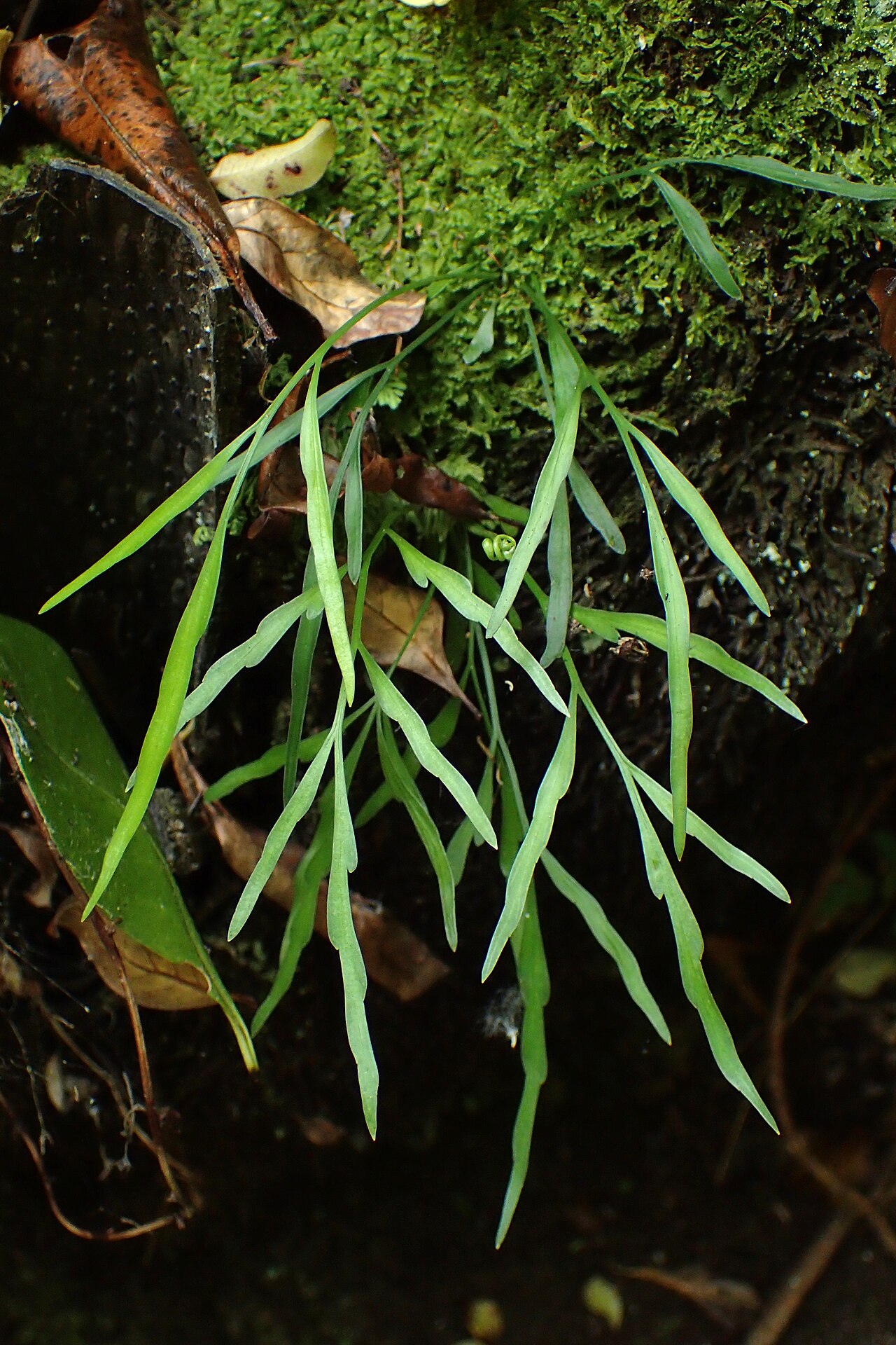 Asplenium flaccidum: Asplenium flaccidum in Eastwoodhill Arboretum
