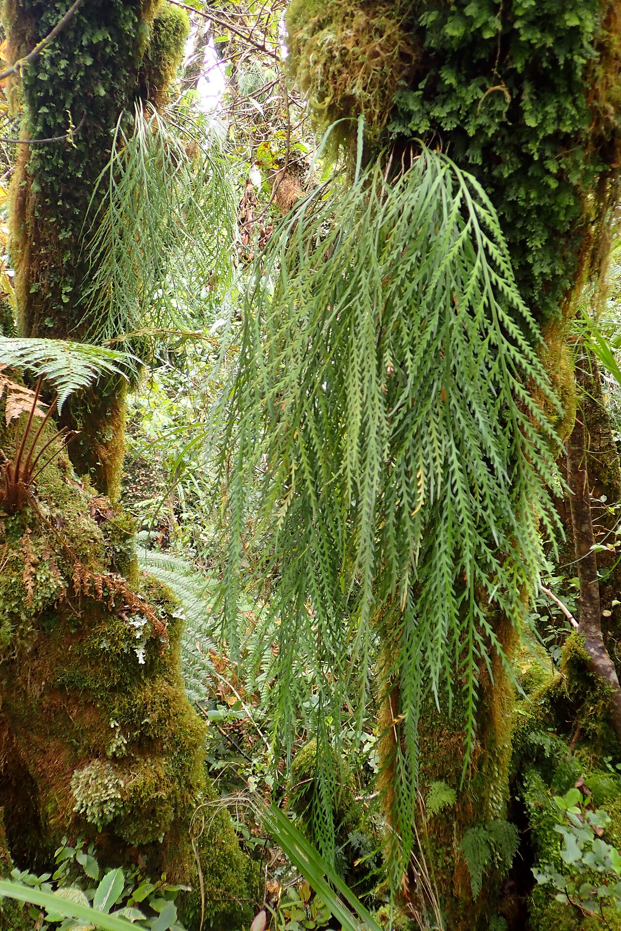 Asplenium flaccidum: Asplenium flaccidum near Stratford Mountain House, Taranaki
