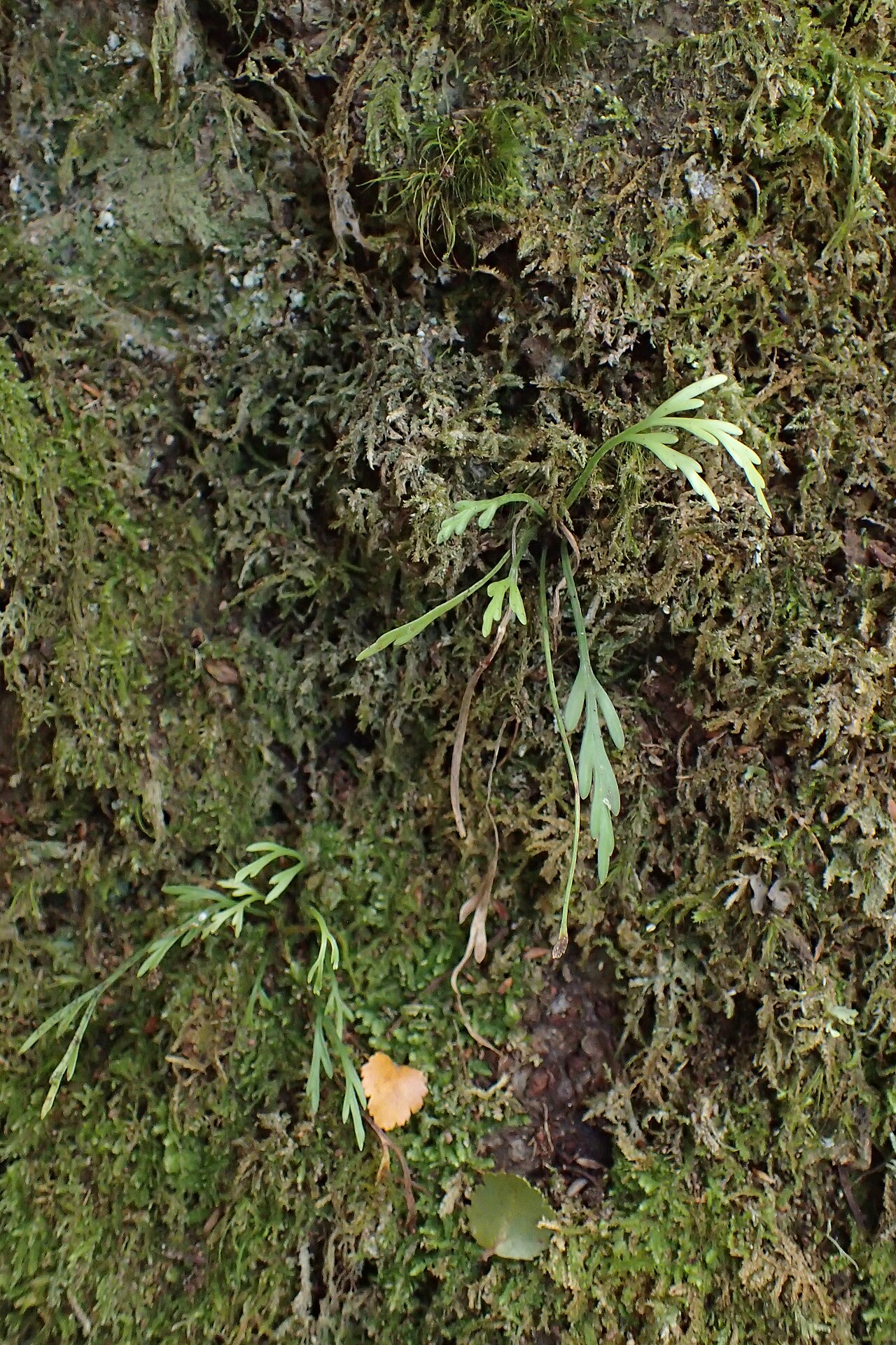 Asplenium flaccidum: Asplenium flaccidum in Rotoroa, Tasman