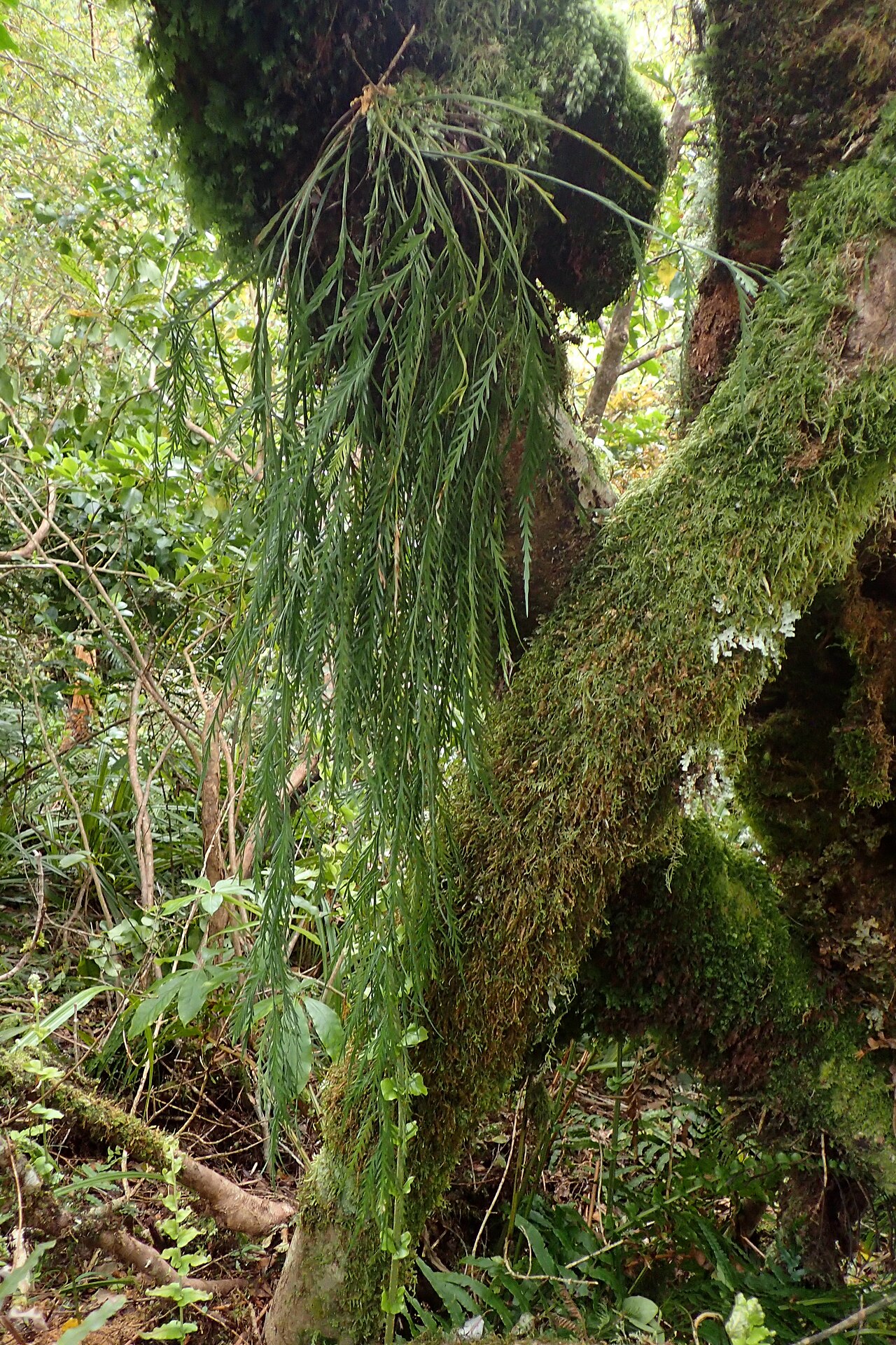 Asplenium flaccidum: Asplenium flaccidum near Stratford Mountain House, Taranaki