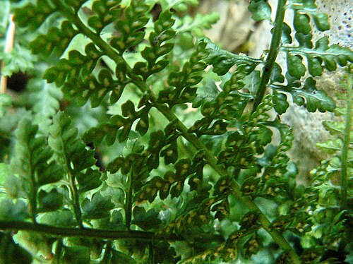 Asplenium fontanum: Asplenium fontanum, Devoluy, France. Details of the sori