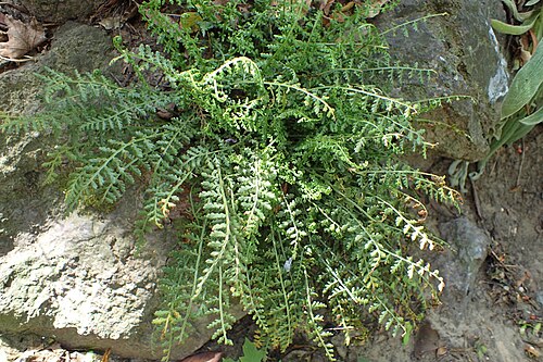 Asplenium fontanum: Asplenium fontanum in Botanical Garden of the University of Debrecen