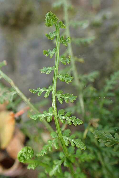 Asplenium fontanum: Asplenium fontanum in Botanical Garden of the University of Debrecen