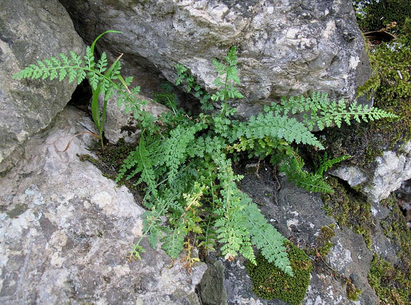Asplenium fontanum: Asplenium fontanum