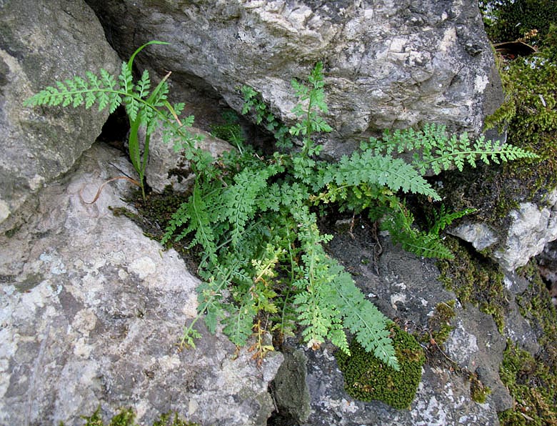 Asplenium fontanum: Asplenium fontanum