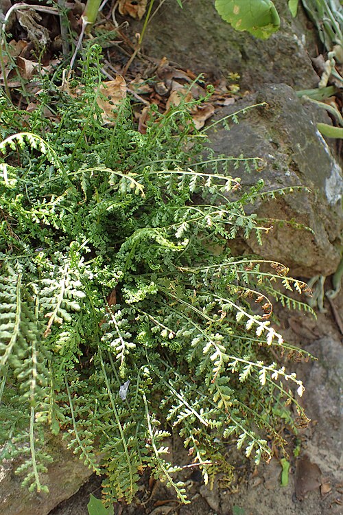 Asplenium fontanum: Asplenium fontanum in Botanical Garden of the University of Debrecen
