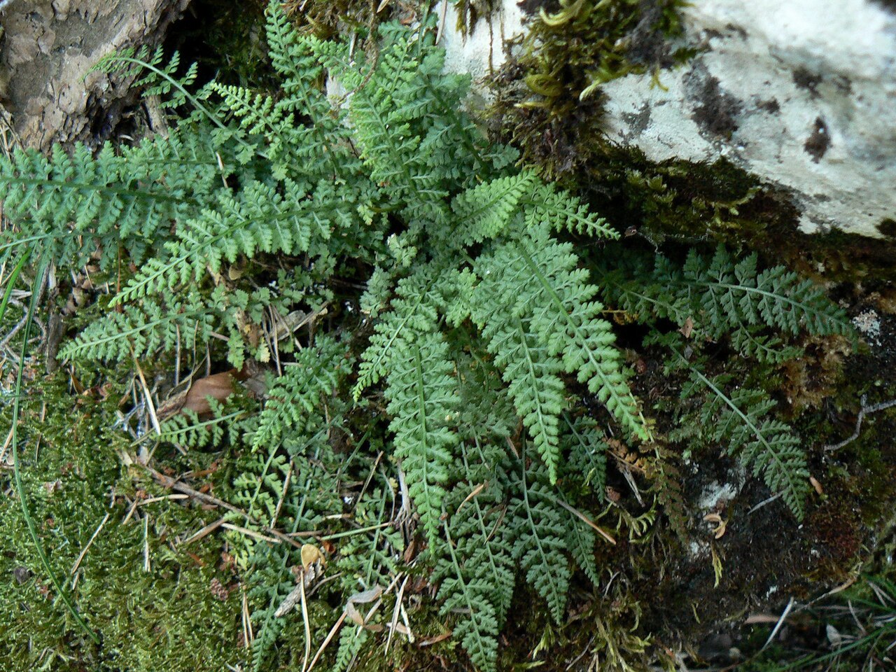 Asplenium fontanum: Asplenium fontanum, Devoluy, France