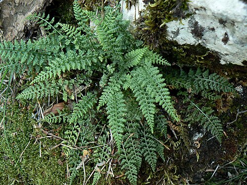 Asplenium fontanum: Asplenium fontanum, Devoluy, France