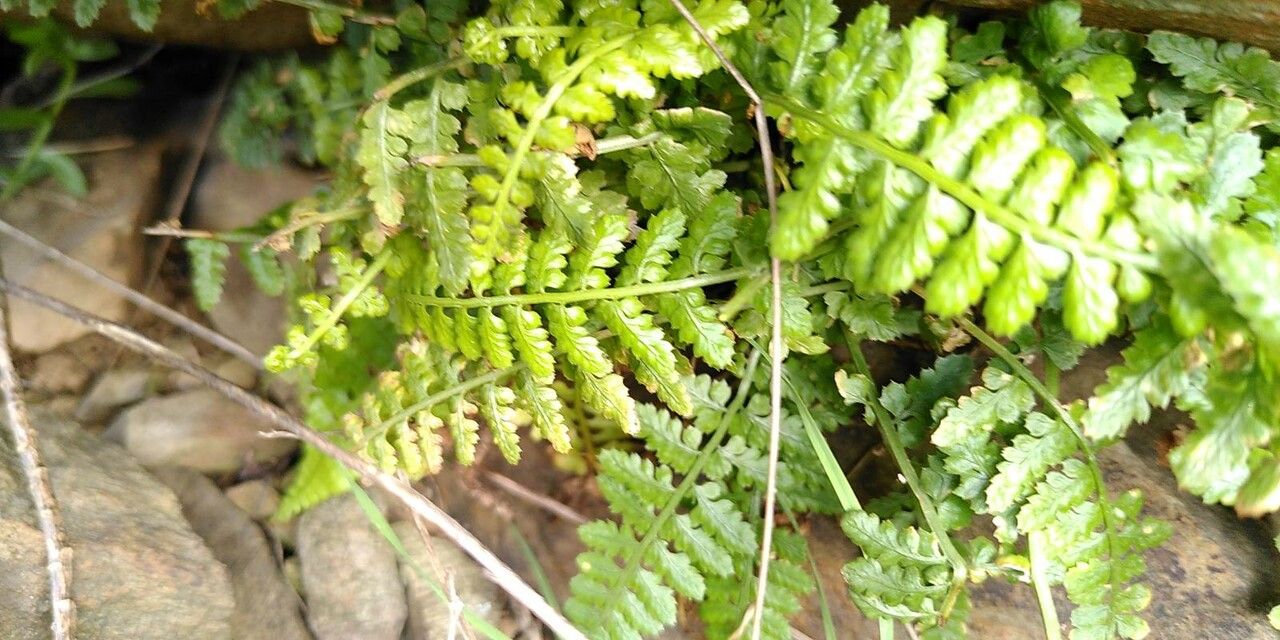 Asplenium forisiense (Asplenium forisiense)